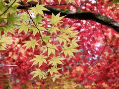 見事な紅葉が境内を覆う丹波の名刹・洞光寺