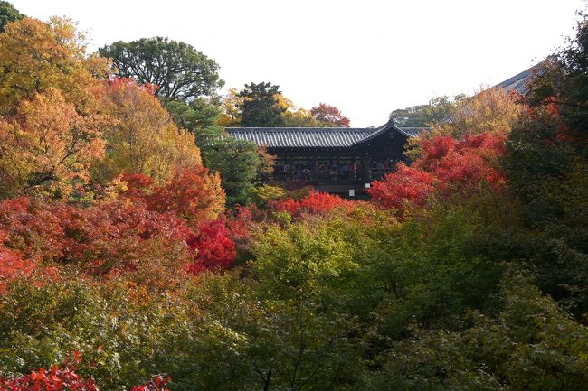 2011年11月20日日曜日、東福寺の紅葉は5分、永観堂は3分程度ですね。<br />でも十分良かったです。<br /><br />永観堂は「もみじの永観堂」として有名ですが、見返り阿弥陀や、絵巻物、襖絵なども充実してました。