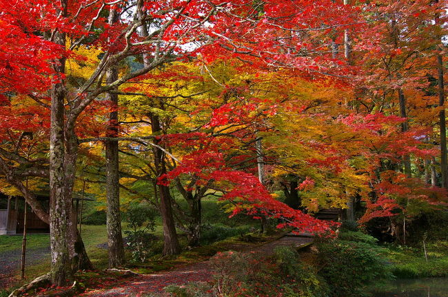 今年の紅葉は全国的に遅れ気味の様…<br />京都も市内の紅葉はまだ三分ほど…<br />雨が上がりそうでしたので、今年も第1弾は園部から亀岡へ<br />龍穏寺～神蔵寺～鍬山神社と回ってまいりました。<br /><br />数年前には地元の人以外、誰も訪れなかったこのお寺<br />今も他に比べれば訪れる方は少ないのですが、今回はちょっと…<br />三脚抱えた団体様が～<br />まぁそれまでゆっくりしていたので、退散して神蔵寺へ<br /><br />早々に退散して正解！<br />素晴らしい紅葉、人も少なく、ほっこりできる場所です。<br />こちらへは初めて訪れたのですが、素敵な所でした。<br /><br />最後は鍬山神社<br />ここも紅葉の名所ですが、市内とは違いますので人が目につくようなこともなく<br />美しい紅葉を楽しみました。<br /><br />2010年龍穏寺の旅記（昨年は14日に訪れています）<br />http://4travel.jp/traveler/masamana-jyugon/album/10523520/