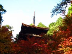 子どもと一緒に訪ねる、湖東三山・金剛輪寺の血染めの紅葉