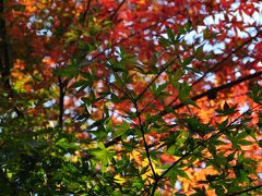 2011年11月23日　鎌倉紅葉はどうかな？