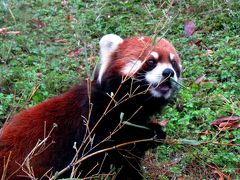 晩秋のレッサーパンダ紀行【１１】　天王寺動物園　元気な仲良し３匹組