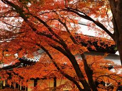 今年の紅葉は遅かった(＠_＠;)南禅寺・天授庵で紅葉狩り