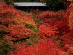 ２０１１年京都の紅葉～東福寺だにゃん