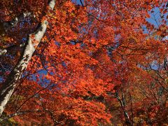 秋の碧空に惹かれ紅葉狩りｉｎ京都