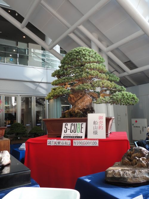 アジア太平洋盆栽水石高松大会最終日に・「えっ，1億円の盆栽が