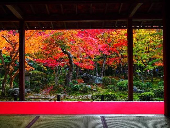 一年の中で紅葉の見頃といわれる時期はほんの一瞬。<br /><br />その、一番の見頃の時期を狙ってもわずか２,３日のずれで綺麗な紅葉を見ることができなかったり・・<br /><br />実際、今回の京都旅行は何ヶ月も前から予約をいれ、京都での寺院巡りのプランを立てていましたが、<br />暖かい日が多かったせいで紅葉も遅れ、最新の情報とにらめっこしながら前日に急遽プランを立て直すという事になりました。<br /><br />タイムリーな情報を発信してくださるトラベラーさんのおかげで今が旬！！の京都の紅葉を見ることができました♪<br />京都初心者ですが、１泊２日で思う存分京都を満喫してきました！！<br /><br />※この旅行記では１日目の★のマークの付いている部分です。<br /><br />１泊２日京都・奈良<br /><br />１日目<br />★東京〜京都<br />★圓光寺　<br />京都〜奈良<br />天極堂で葛きりのおやつ<br />奈良町　豆腐庵こんどうにて夕食<br />ホテル日航奈良<br /><br />奈良の絶品湯豆腐と、ホテル日航奈良はこちら<br />⇒http://4travel.jp/traveler/marcus_lion_coon/album/10623885<br /><br />２日目<br />奈良〜京都<br />天龍寺<br />宝厳院<br />常寂光寺<br />南禅寺<br />先斗町　ふじ田にてランチ<br />祇園散策<br />毘沙門堂<br />京都〜東京