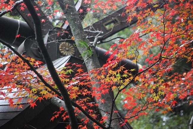 11月19日、生憎の曇天の下に予定通り太宰府行きを実行した。目的は竈門神社の紅葉を見るためである。午前10時半過ぎに福岡西新の実家を発ち、天神でのショッピング後に西鉄電車に乗り、二日市経由で太宰府駅には午後0時半に到着した。 太宰府より竈門神社迄の約3キロの道を小雨の中で歩き、竈門神社には午後1時15分頃に到着した。<br />曇天であったが、紅葉が始まったばかりの竈門神社をみることができた。 紅葉の見頃としては12月始め位のようだった。<br /><br />○竃門神社について・・・説明文による<br />霊峰・宝満山の麓に鎮座する竈門神社。若い女性を中心に縁結び(良縁)のお神さまと親しまれ、また厄除(やくよけ)・方除(ほうよけ)のお神さまと信仰が厚く、春のお花見や秋の紅葉はもちろん、宝満山の登山者で一年中にぎわいます。<br /><br /><br />*写真は竈門神社付近の紅葉<br />