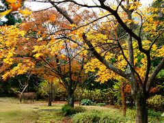 箱根美術館　紅葉観賞