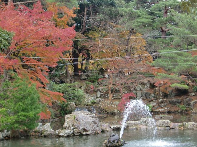 まだ間に合う？　弥彦の紅葉