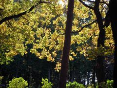 今年の紅葉の見納めは、武蔵丘陵森林公園