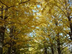 2011年11月　晩秋の立川ロマンチック街道めぐり　ｉｎ　国営昭和記念公園