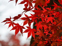 高尾山の紅葉　２０１１秋