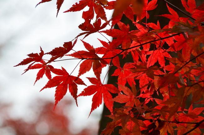 高尾山の紅葉　２０１１秋
