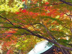 栃木県：”車で地元巡り”　裏山の散策目的で乾徳寺（那珂川町）へ、紅葉にため息