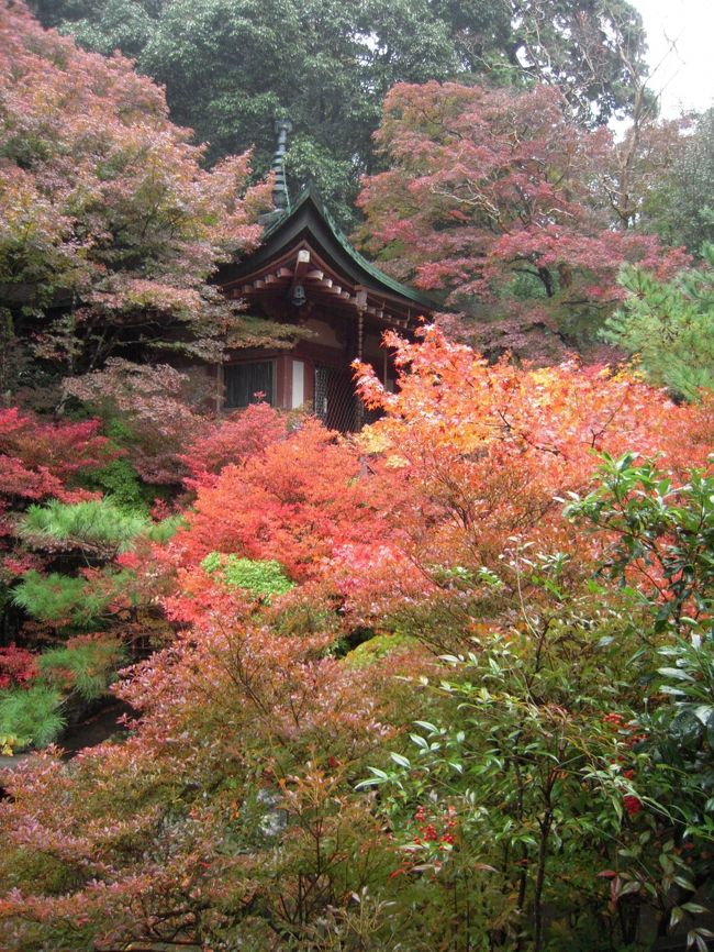 春と秋、此のところ恒例になった京都の旅。<br />今回は孫の七五三参りにかこつけて、紅葉を探しにチョイ旅を決行。<br />行く前の紅葉情報では、まだ紅葉を盛りと観賞できるところが限定されるとのこと、チョット期待はずれになるのではと、想いつつ出掛けました。<br /><br />出掛けた当日は雨、雨、豪雨！・・・普段の行いが悪い為、ためですかね！？<br />東名、名神、伊勢湾道、新名神と雨、雨でした。<br /><br />やっと京都に到着すると”雨上がる”・・・普段の行いが良い為、ですよね！？<br />早速、山科にある『毘沙門堂』を訪ねました。