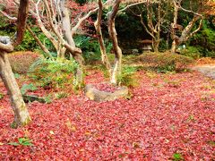 嵐山で紅葉の絨毯