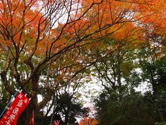 晩秋の山陰旅行１泊２日【３－１】　～武蔵坊弁慶修行の地・鰐淵（がくえん）寺～