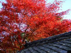 紅葉追いかけ京都に一人！？　-天龍寺２０１１-