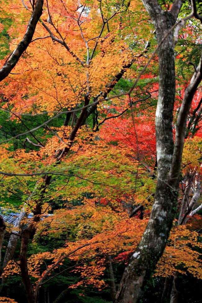 紅葉も見頃ををむかえてきたようです。大阪府南部の見頃の場所を回ってきました。<br />駐車場も混んでいなくてスムーズにまわれました。<br /><br />大威徳寺