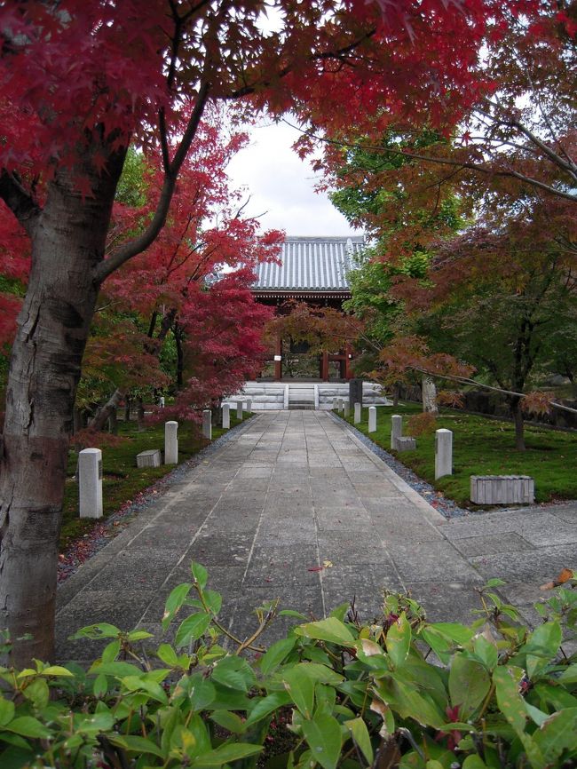 春と秋、此のところ恒例になった京都の旅。<br />今回は孫の七五三参りにかこつけて、紅葉を探しにチョイ旅を<br />決行。<br />行く前の紅葉情報では、まだ紅葉を盛りと観賞できるところが<br />限定されるとのこと、チョット期待はずれになるのではと<br />想いつつ出掛けました。<br /><br />最終日はこれもTV番組の女優二人旅の訪れた『智積院』<br />真言宗智山派の総本山で長谷川等伯とその子の「楓図」<br />「桜図」も拝見して来ました。<br /><br />