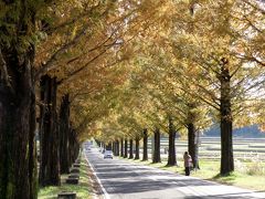 高島市のメタセコイア並木の紅葉