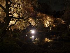 鎌倉　今年も紅葉を見に行きましたが・・・。