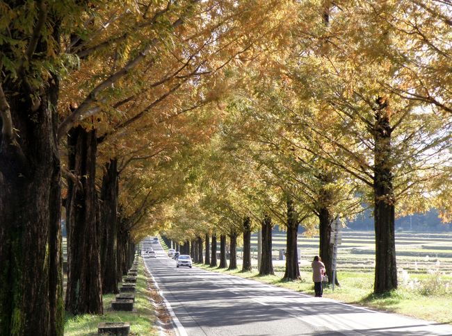 滋賀県高島市マキノ町のメタセコイア並木は全長2.4kmにわたって約５００本のメタセコイアが植えられ「新・日本の街路樹百選」に選定されている。秋にはそのメタセコイアが円錐形の見事な紅葉を見せてくれる。そろそろ見頃かと訪れたが残念ながら少し時期が早かったのか一面の紅葉とはいかなかったものの、素晴らしい景観だった。<br />この後湖北を一周し、冬の訪れを告げる白鳥にも会えて家路に就いた。