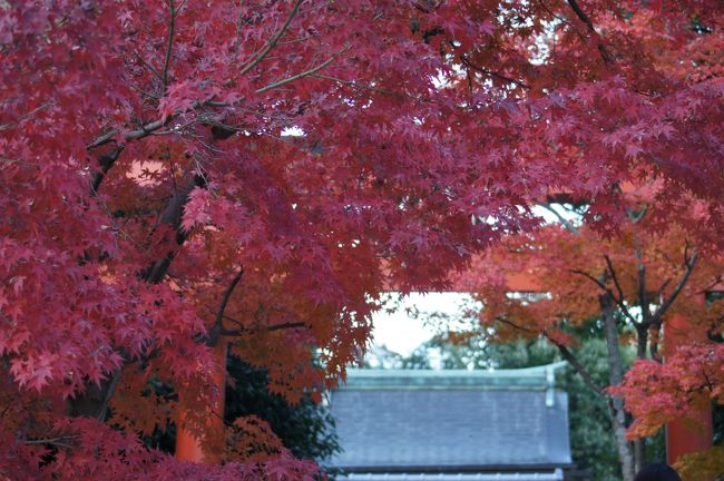 一ヶ月ぶりの更新。体調を崩してしまい、外出ができない状態になっていました。体調も回復してきたので、紅葉がピークの京都へ家族でお出かけすることに。混雑は覚悟して行きましたが、やっぱり病み上がりにはちょっとこたえます。早速道路は渋滞。いつもは2時間で到着するところが4時間かかり、到着の頃には、運転疲れ。この季節に、京都市内を車で移動すると時間が掛りすぎるので、今日の宿泊先のエクシブ京都に車を止めて、電車で嵐山へ向かいました。嵐山は人人人で歩くのが大変な状態。天龍寺、竹林の小道の紅葉を楽しみました。