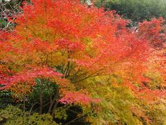 紅葉の京都③洛西