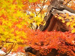 京都逃避行　　　【 嵯峨野めぐり　常寂光寺/二尊院 】