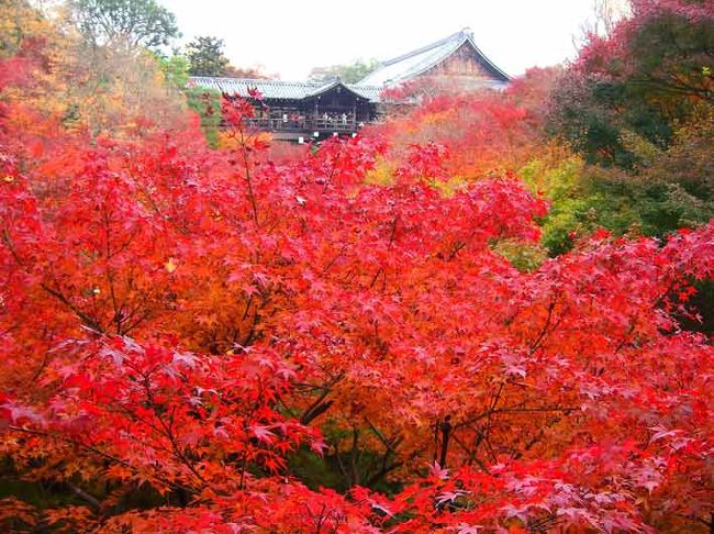 用事で関西に行ったついでに、「そういえば、紅葉はまだ見頃？」と思い<br />電車でのアクセスが便利な東福寺へ行ってみました。<br /><br />ちょうど１５年ほど前に夫が大学の同窓会で京都に行くついでに<br />東福寺の紅葉は見に行きました。そのときは土日か祝日でした。<br /><br />今回は平日で、京都の紅葉は平日でも混んでましたが、<br />土日祝日に比べると平日の方が若干マシでしたね。<br /><br />今年は１１月末でも暖かいので、紅葉もちょっと遅めのようでした。