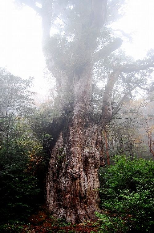 2度目の屋久島で、縄文杉トレッキングにチャレンジ！』屋久島(鹿児島県