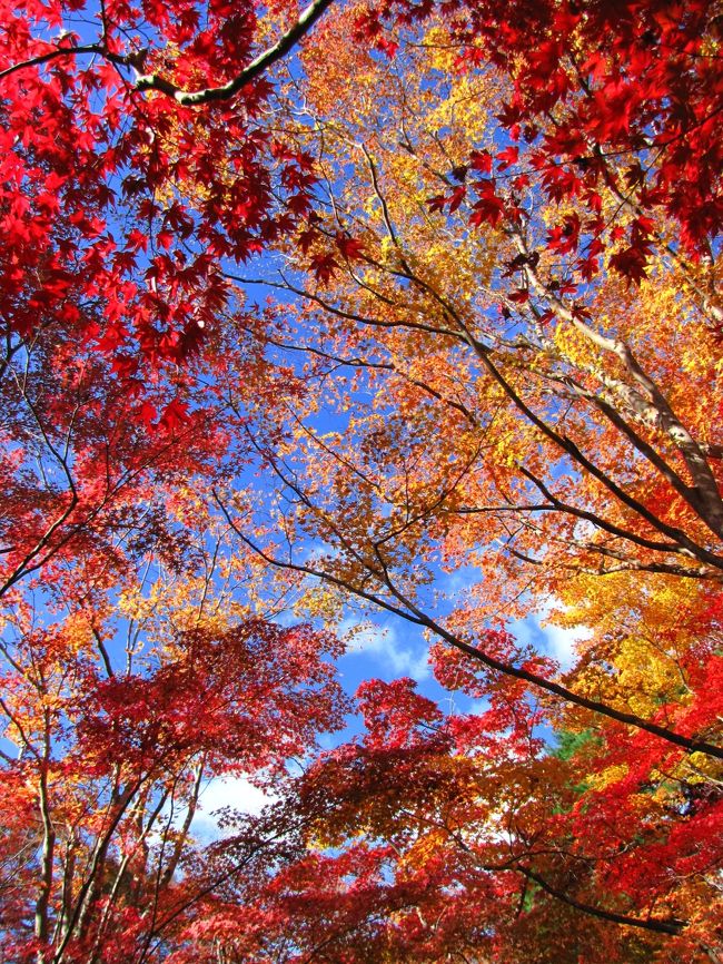 朝から良い天気です天龍寺の庭園に紅葉が映えて綺麗でした。