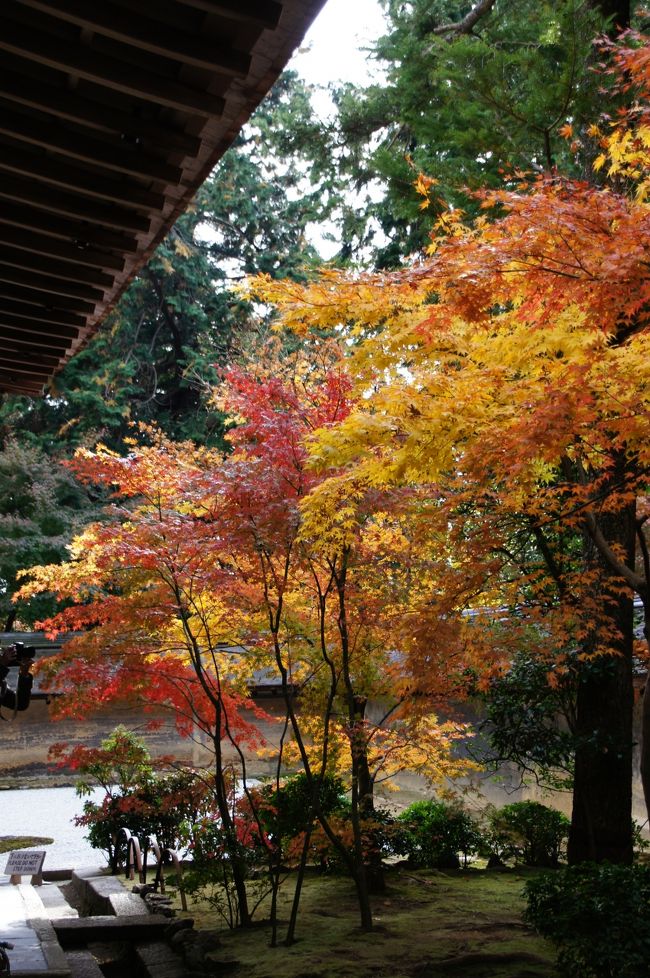 一度も訪れた事の無かった秋の京都。紅葉時期は大混雑と聞き避けていましたが、デジイチでどうしても京都の秋を撮りたい！と思い、渋滞にハマる車はやめて、今回はバス＆地下鉄＆電車の旅にしました☆<br /><br /><br />*表紙の写真は“世界文化遺産　龍安寺”です。<br /><br />〜龍安寺拝観日時〜<br />３月１日　〜　１１月３０日　午前８時から午後５時<br />１２月１日　〜　２月末日　　午前８時半から午後４時半<br />拝観料：大人・高校生５００円　小中学生３００円<br /><br />龍安寺ホームページ：http://www.ryoanji.jp/<br /><br />