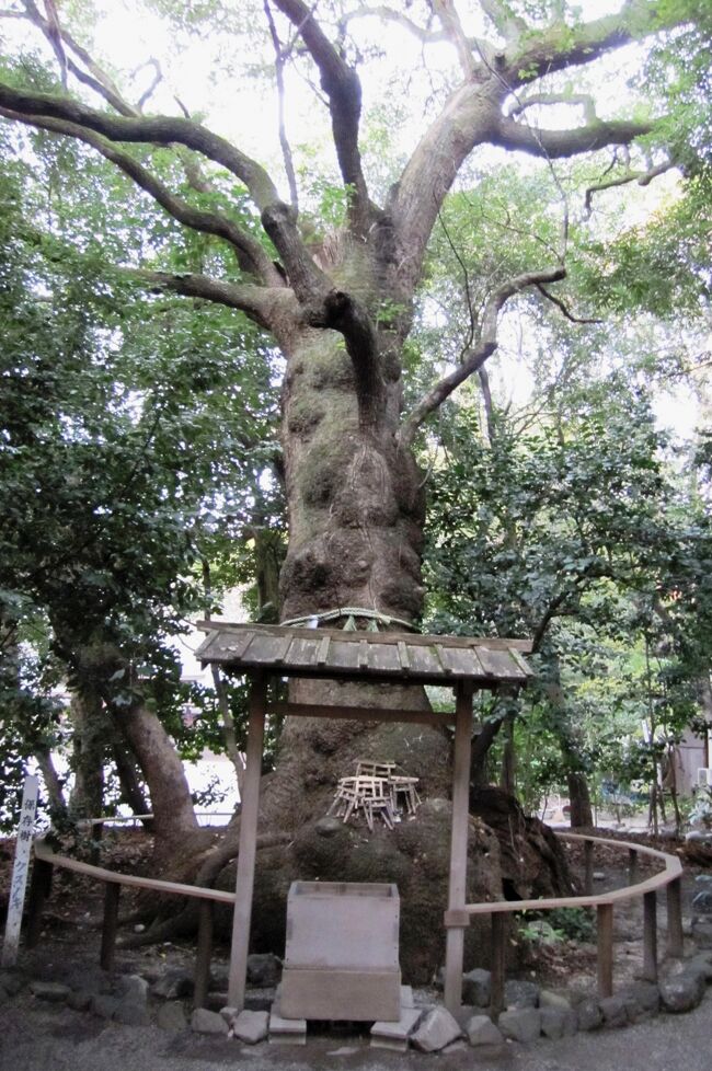 2011晩秋、高座結御子神社(2/2)：高座結御子神社・本殿、大楠、鹿子の木（カゴノキ）