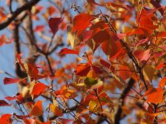 横浜海の公園の紅葉散歩　２０１１年１１月