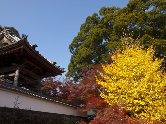 円興寺（えんこうじ）は、岐阜県大垣市にある天台宗の寺院である。山号は篠尾山。本尊は木造<br />旧円興寺跡地には礎石が残り、源朝長の墓、源義朝、源義平の供養塔などが残る。<br />円興寺のもみじは「飛騨・美濃紅葉33選」にも選ばれるほどの名所<br />お天気もよくて人も少なく撮影するには最高の一日でしたね