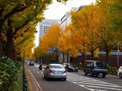 ２０１１　横浜散歩ー３　山下公園　いちょう並木　バラ