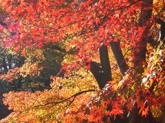 紅葉狩り…のはずが山登り！？高尾山～陣馬山縦走ルートをゆく。