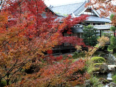 京都の紅葉◆大覚寺＆紅茶専門店「MISSLIM」