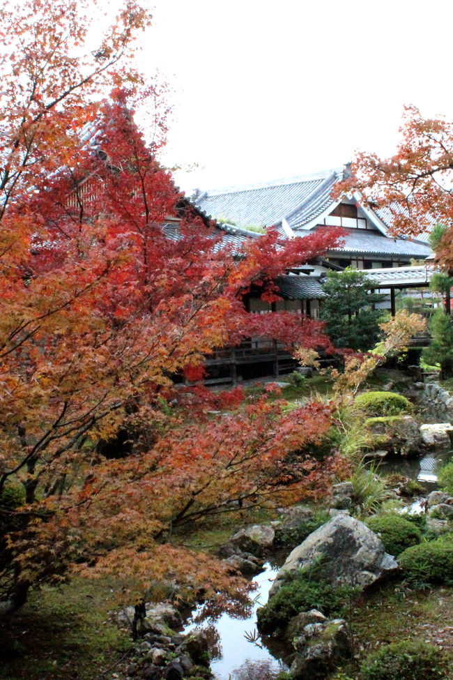 今年は、夏が長かったせいか、一般的に紅葉の色付きが悪いよう。<br />京都の紅葉も、11月末だというのに、なかなか真っ赤に染まらない。<br /><br />それでも、やっぱり綺麗な紅葉は見たいしなぁ。。。<br />これを見ないと秋が終わらない！！<br /><br />旦那様とお休みの合ったこの日、天気予報は晴れ♪<br />曇マークもない晴れ♪<br />でも、実際は本当にこれ晴れ？？って感じだったけれど、京都の侘び寂びを感じた趣ある紅葉を楽しむことができました。<br /><br />鷹峰の常照寺と源光庵で紅葉を楽しんだら、嵐山方面へバイクを走らせること15分。<br />以前から一度訪れてみたかった大覚寺へ。。。。<br />大覚寺、、、紅葉もさることながら、その建物が素晴らしかった☆<br />広大な敷地に広がる渡り廊下の美しさ。<br />松や苔の緑、もちろん紅葉の赤、白砂や池、そして建築美。<br />全てを含めて、、、名園ですね〜〜〜♪♪<br /><br />帰り道、紅茶に目覚めた旦那様の希望で紅茶専門店「MISSLIM」でティータイム♪<br />落ち着いた空間と美味しい紅茶。<br />これからも度々通うことになりそうな素敵なカフェでした！！<br /><br /><br />大覚寺　　http://www.daikakuji.or.jp/<br />MISSLIM         http://r.tabelog.com/kyoto/A2602/A260202/26017496/