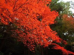 思い立ったが吉日紅葉狩り～布引の滝・徳光院編～。