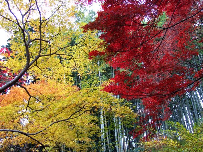 ２０１１年１２月１日に京都へ日帰りで紅葉狩りに行ってきました。<br />東京駅朝６時発ののぞみに乗れば京都には８時１１分に着きます。<br />これならほぼ一日、目いっぱい紅葉狩りをすることが出来ます。<br />日帰りではもったいないとおっしゃる方もいます。<br />が、紅葉時期の京都は一年で一番混雑します。<br />ホテルも早くからでないと取れません。<br />けれど相手は自然です。前にホテルを予約して何度外したことか・・・<br />ならいっそ日帰りで一番いい時期の紅葉を見てしまおうと考えたわけです。<br /><br />今回も何箇所かは目的を外しましたが、素晴らしい紅葉を見ることが出来ました。