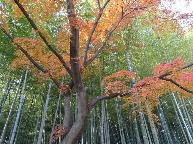 恒例となった、秋の京都の紅葉めぐり。例年の見頃のあたりには、仕事の都合上有給が取れず、１１月末にやっとこさお休みゲット。<br />ちょっと遅いかな、、と残念に思っていましたが、ちょっと遅れ気味の紅葉前線がうまく合致し、ちょうど良い見頃の京の紅葉を楽しむことができました♪<br />相変わらず、詰め詰め日程の一日でしたが、今年も大〜満足です☆彡<br /><br />今回の紅葉狩りは嵐山周辺の散策。まずは世界遺産天龍寺からスタート(＾▽＾)