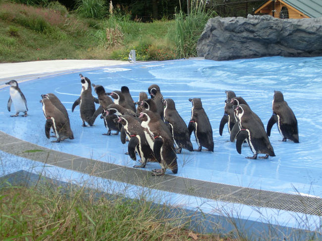 埼玉県東松山市にある「こども動物自然公園」に<br />ぷらっと散歩をしに行ってきました。<br />ペンギンヒルズという施設が新しくできたそうなので、<br />そこをメインに周ってきましたました。<br />他にはコアラやカンガルーなどもいます。<br />動物ショーなども開催されています。<br />また、ふれあい広場や体験コーナーなどもあります。<br />派手な動物はいっぱいいませんが、<br />森の中の動物園はのんびり散歩に最適でした。<br />---<br />2012/1/9 施設名を修正しました