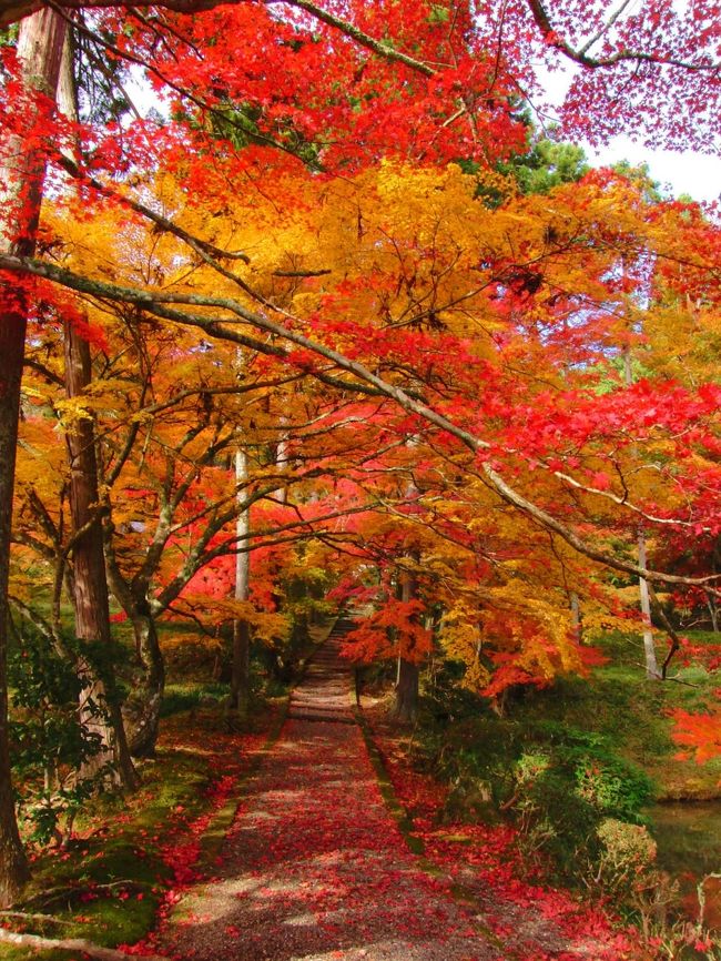 jyugonさんの旅行記を参考に京都郊外の紅葉めぐりをしました。<br />どこも人が少なくて静かな雰囲気の紅葉スポットでした。<br /><br />※ 取り急ぎ写真のみです。