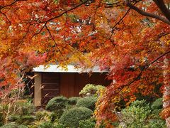 ２０１１　根津美術館　見事な紅葉ー下