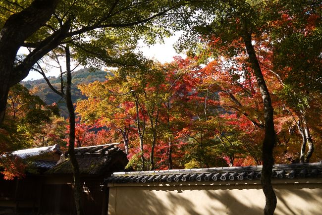 京都３日目は午前中に「宝厳院」と「天龍寺」を回ります。