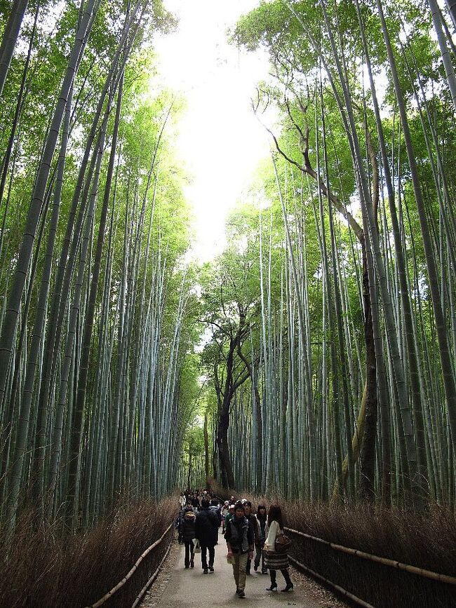 悠遊人の一人旅(京都の秋)<br /><br />現在京都の遅い秋を楽しんでいます。<br />今日は嵯峨野、嵐山方面を、<br />明日、明後日はこれから考えます。<br />ここには今年各地の山々で見られなかった赤い紅葉がいっぱいありました。幸せです。6日まで滞在します。<br />紅葉は今が見ごろです。ぜひおいでください。<br /><br />・逃げる秋追いかけて今日嵯峨野 <仏京徒><br /><br />◎なぜここでシャッターを切ったのかって?<br /> なにか心に留まったものがあったからですよ。<br /> それを詠むのが旅句です ハイ、<br /><br />(続)洛東へ<br /> http://4travel.jp/traveler/janal/album/10626685/<br />